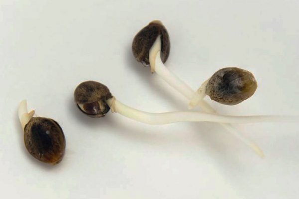 Kraken onion ссылка